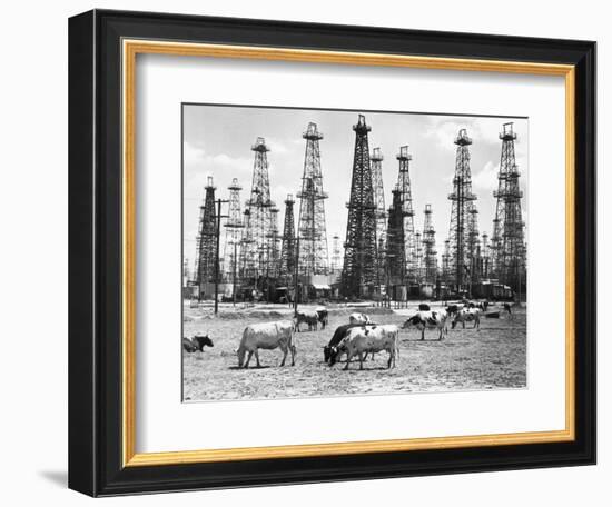 Cows Grazing near Oil Wells-null-Framed Premium Photographic Print