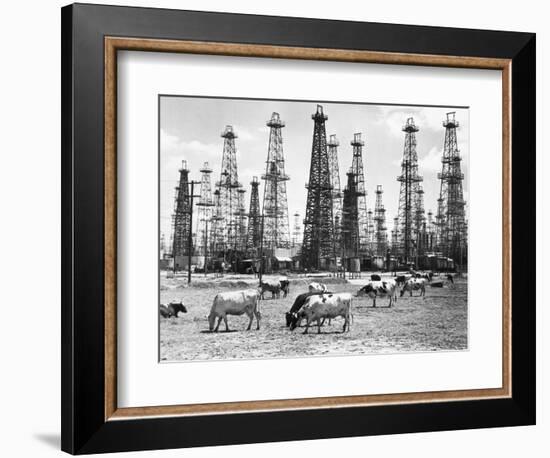 Cows Grazing near Oil Wells-null-Framed Photographic Print