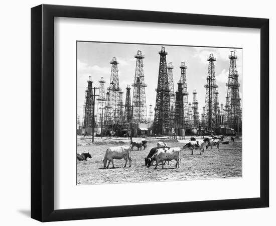 Cows Grazing near Oil Wells-null-Framed Photographic Print