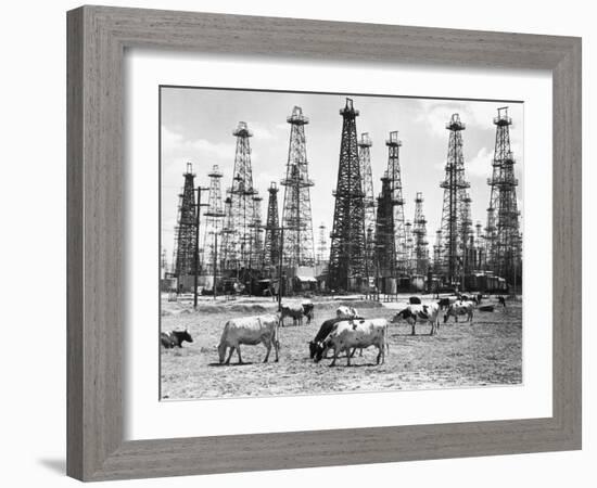 Cows Grazing near Oil Wells-null-Framed Photographic Print