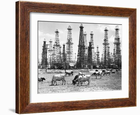 Cows Grazing near Oil Wells-null-Framed Photographic Print