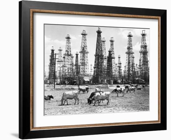 Cows Grazing near Oil Wells-null-Framed Photographic Print