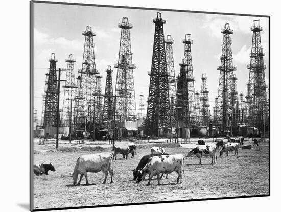 Cows Grazing near Oil Wells-null-Mounted Photographic Print