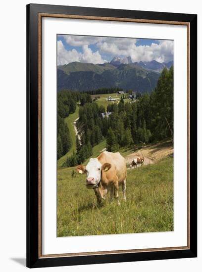 Cows Grazing Near the Rosengarten Mountains in the Dolomites Near Canazei-Martin Child-Framed Photographic Print