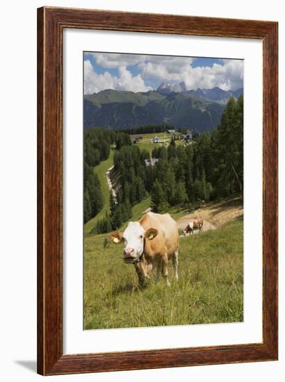 Cows Grazing Near the Rosengarten Mountains in the Dolomites Near Canazei-Martin Child-Framed Photographic Print