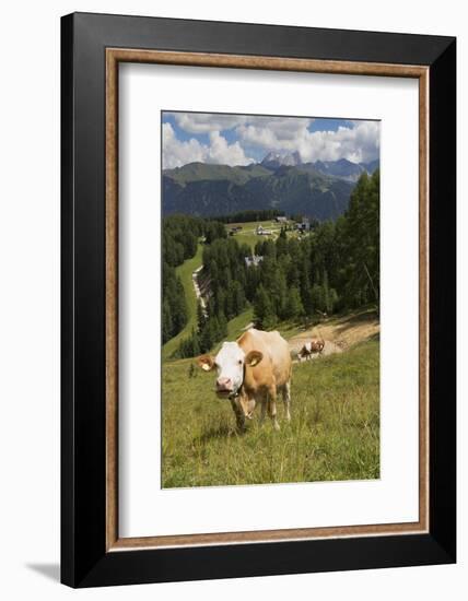 Cows Grazing Near the Rosengarten Mountains in the Dolomites Near Canazei-Martin Child-Framed Photographic Print