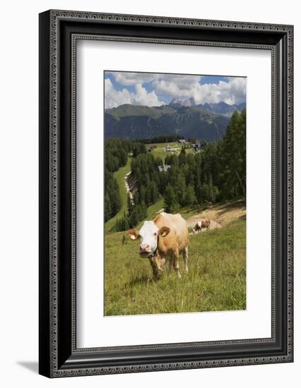 Cows Grazing Near the Rosengarten Mountains in the Dolomites Near Canazei-Martin Child-Framed Photographic Print