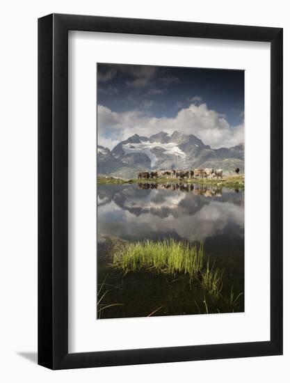 Cows grazing on green pastures surrounding the alpine lake, Val Bugliet, Canton of Graubunden, Enga-Roberto Moiola-Framed Photographic Print