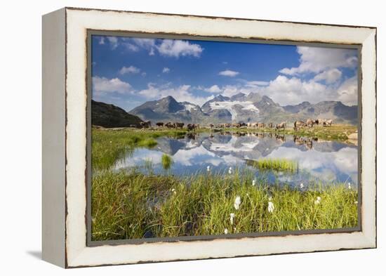 Cows grazing on green pastures surrounding the alpine lake, Val Bugliet, Canton of Graubunden, Enga-Roberto Moiola-Framed Premier Image Canvas