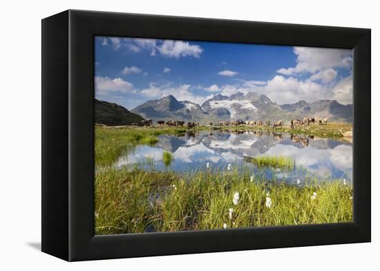 Cows grazing on green pastures surrounding the alpine lake, Val Bugliet, Canton of Graubunden, Enga-Roberto Moiola-Framed Premier Image Canvas