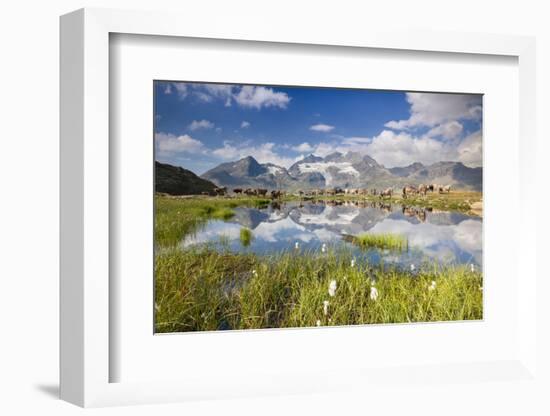 Cows grazing on green pastures surrounding the alpine lake, Val Bugliet, Canton of Graubunden, Enga-Roberto Moiola-Framed Photographic Print