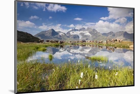 Cows grazing on green pastures surrounding the alpine lake, Val Bugliet, Canton of Graubunden, Enga-Roberto Moiola-Mounted Photographic Print