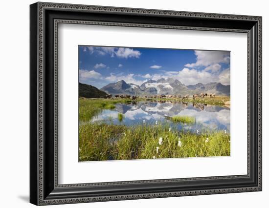 Cows grazing on green pastures surrounding the alpine lake, Val Bugliet, Canton of Graubunden, Enga-Roberto Moiola-Framed Photographic Print