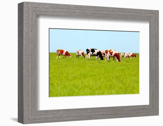 Cows Grazing on Pasture-Liang Zhang-Framed Photographic Print