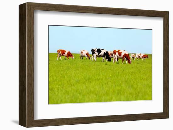 Cows Grazing on Pasture-Liang Zhang-Framed Photographic Print