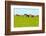 Cows Grazing on Pasture-Liang Zhang-Framed Photographic Print