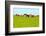 Cows Grazing on Pasture-Liang Zhang-Framed Photographic Print