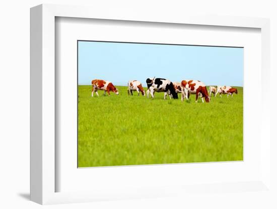 Cows Grazing on Pasture-Liang Zhang-Framed Photographic Print