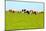 Cows Grazing on Pasture-Liang Zhang-Mounted Photographic Print