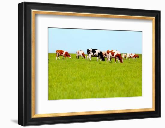 Cows Grazing on Pasture-Liang Zhang-Framed Photographic Print