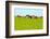 Cows Grazing on Pasture-Liang Zhang-Framed Photographic Print