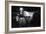 Cows in a Field-Clive Nolan-Framed Photographic Print