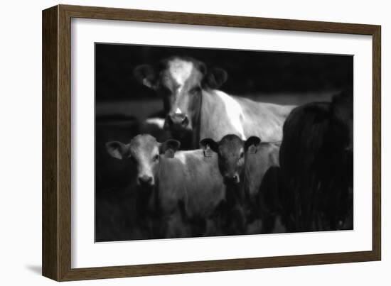 Cows in a Field-Clive Nolan-Framed Photographic Print