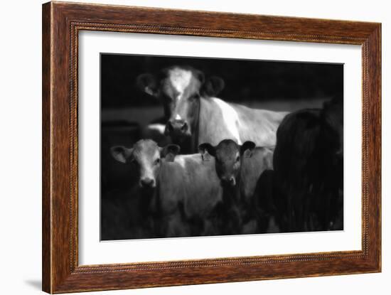 Cows in a Field-Clive Nolan-Framed Photographic Print