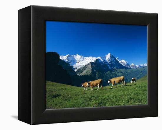 Cows in Alpine Meadow with Fiescherhorner and Eiger Mountains Beyond, Swiss Alps, Switzerland-Ruth Tomlinson-Framed Premier Image Canvas