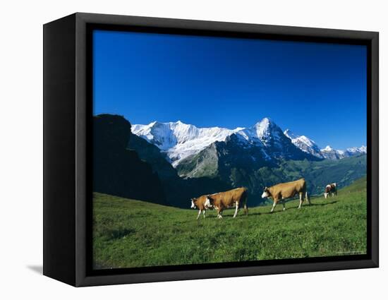 Cows in Alpine Meadow with Fiescherhorner and Eiger Mountains Beyond, Swiss Alps, Switzerland-Ruth Tomlinson-Framed Premier Image Canvas