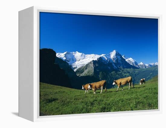 Cows in Alpine Meadow with Fiescherhorner and Eiger Mountains Beyond, Swiss Alps, Switzerland-Ruth Tomlinson-Framed Premier Image Canvas