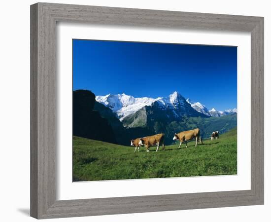 Cows in Alpine Meadow with Fiescherhorner and Eiger Mountains Beyond, Swiss Alps, Switzerland-Ruth Tomlinson-Framed Photographic Print