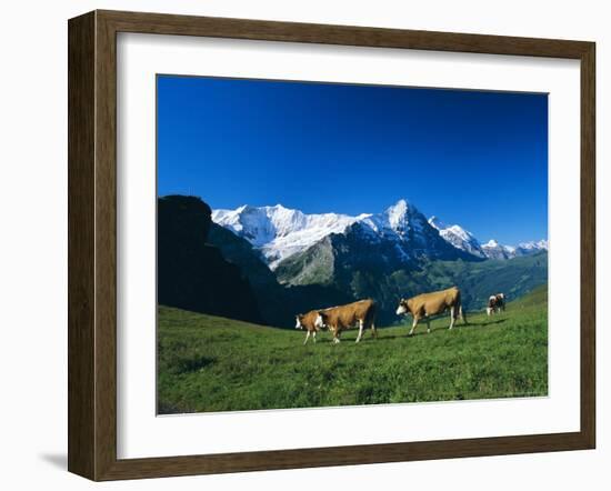Cows in Alpine Meadow with Fiescherhorner and Eiger Mountains Beyond, Swiss Alps, Switzerland-Ruth Tomlinson-Framed Photographic Print