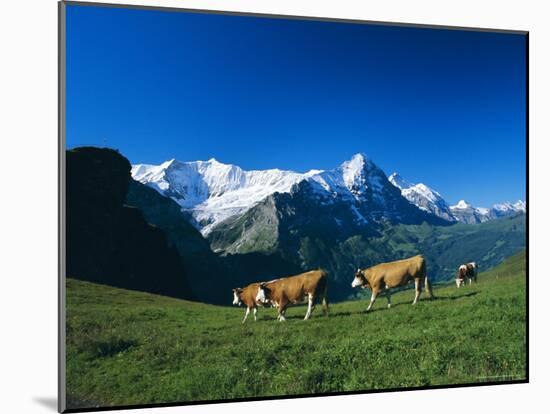 Cows in Alpine Meadow with Fiescherhorner and Eiger Mountains Beyond, Swiss Alps, Switzerland-Ruth Tomlinson-Mounted Photographic Print