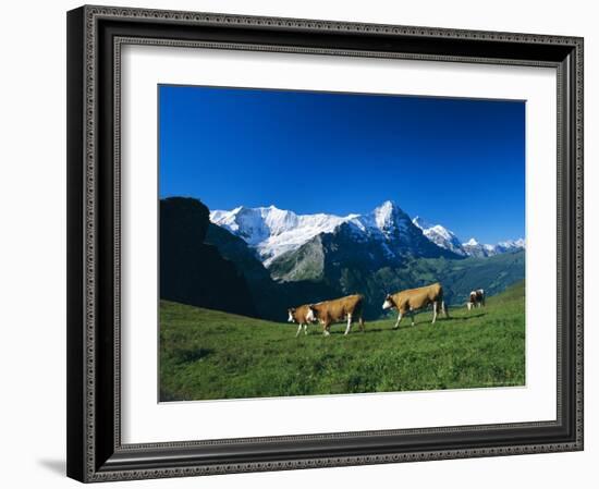 Cows in Alpine Meadow with Fiescherhorner and Eiger Mountains Beyond, Swiss Alps, Switzerland-Ruth Tomlinson-Framed Photographic Print