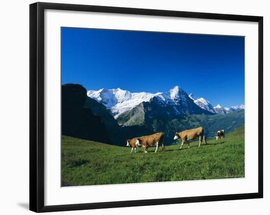 Cows in Alpine Meadow with Fiescherhorner and Eiger Mountains Beyond, Swiss Alps, Switzerland-Ruth Tomlinson-Framed Photographic Print