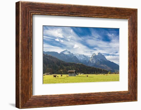 Cows in the green pastures framed by the high peaks of the Alps, Garmisch Partenkirchen, Upper Bava-Roberto Moiola-Framed Photographic Print