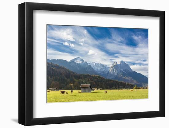 Cows in the green pastures framed by the high peaks of the Alps, Garmisch Partenkirchen, Upper Bava-Roberto Moiola-Framed Photographic Print