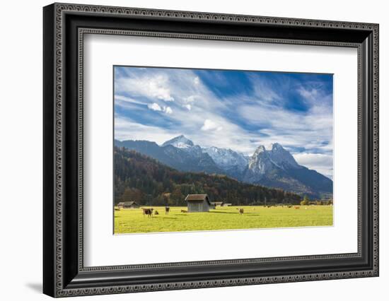 Cows in the green pastures framed by the high peaks of the Alps, Garmisch Partenkirchen, Upper Bava-Roberto Moiola-Framed Photographic Print