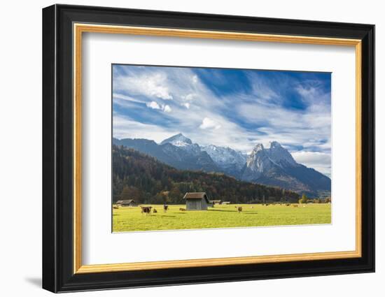 Cows in the green pastures framed by the high peaks of the Alps, Garmisch Partenkirchen, Upper Bava-Roberto Moiola-Framed Photographic Print