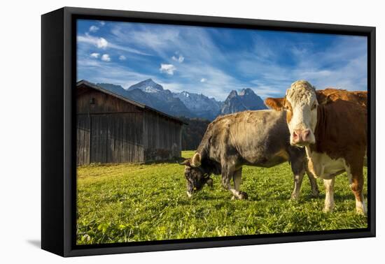 Cows in the green pastures framed by the high peaks of the Alps, Garmisch Partenkirchen, Upper Bava-Roberto Moiola-Framed Premier Image Canvas