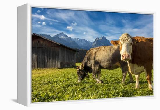 Cows in the green pastures framed by the high peaks of the Alps, Garmisch Partenkirchen, Upper Bava-Roberto Moiola-Framed Premier Image Canvas