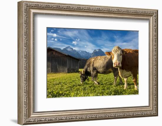 Cows in the green pastures framed by the high peaks of the Alps, Garmisch Partenkirchen, Upper Bava-Roberto Moiola-Framed Photographic Print