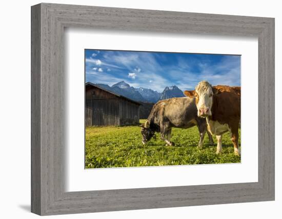 Cows in the green pastures framed by the high peaks of the Alps, Garmisch Partenkirchen, Upper Bava-Roberto Moiola-Framed Photographic Print