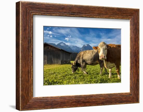 Cows in the green pastures framed by the high peaks of the Alps, Garmisch Partenkirchen, Upper Bava-Roberto Moiola-Framed Photographic Print