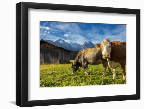 Cows in the green pastures framed by the high peaks of the Alps, Garmisch Partenkirchen, Upper Bava-Roberto Moiola-Framed Photographic Print