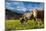 Cows in the green pastures framed by the high peaks of the Alps, Garmisch Partenkirchen, Upper Bava-Roberto Moiola-Mounted Photographic Print
