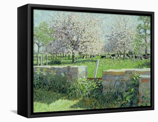 Cows in the Orchard, 1988-Lucy Willis-Framed Premier Image Canvas