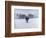 Cows in the Snow-Todd Telander-Framed Art Print