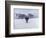 Cows in the Snow-Todd Telander-Framed Art Print